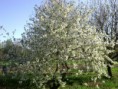 /album/fenykepgaleria/a2013-aprilis-23-027-jpg1/